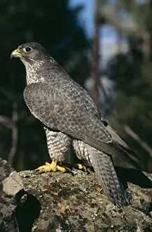 Phase Prints: Gyr Falcon Grey Phase