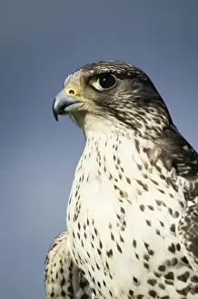Gyr Falcon Grey Phase