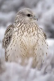 Gyr Falcon - in snow