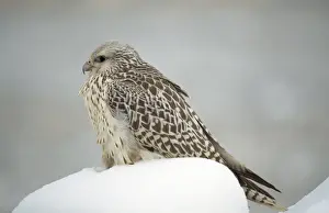 Gyr Falcon - in snow