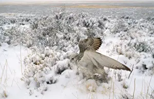 Gyr Falcon - in snow