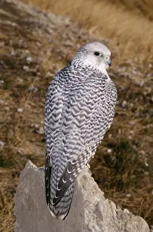 Phase Prints: Gyr Falcon White Phase