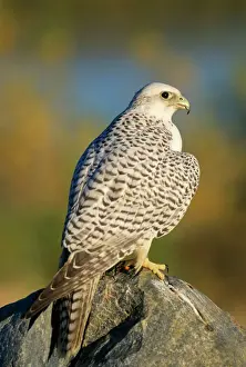 Back View Prints: GyrFalcon