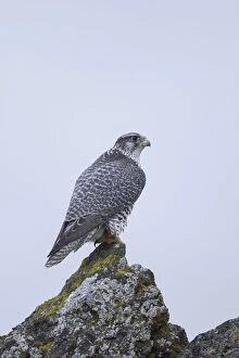 Bird Of Prey Gallery: Gyrfalcon - adult bird - Iceland