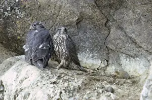 Gyrfalcon / Gyr Falcon - young on rock ledge - Alaska