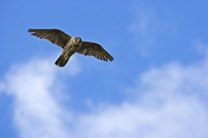 Images Dated 17th July 2007: Gyrfalcon Gyrafalcon In flight, July, Varanger Fjord, Norway