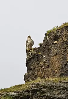 Gyrfalcon Prints: Gyrfalcon - perched on a cliff face along the open Tundra, July, Varanger Fjord, Norway