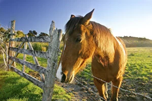 Haast, New Zealand. A horse ranch in New