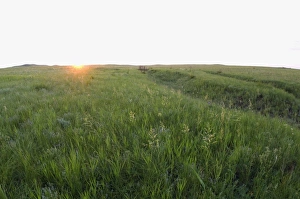 Images Dated 20th June 2008: Habitat of Himalayan Marmot and Red-cheeked Souslik - sunrise in steppe - early summer - typical