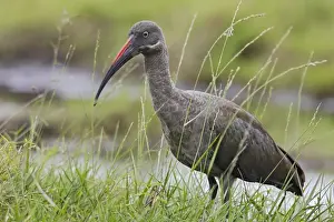 Zambia Prints: Hadada Ibis