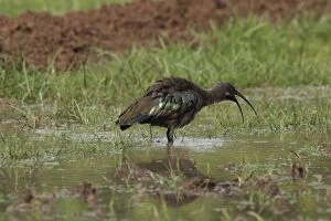 Hadada Ibis - in swamp