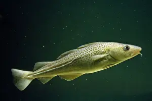 Haddock