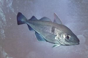 Images Dated 2nd November 2006: Haddock Fish. North Atlantic