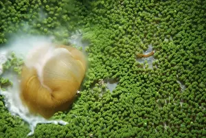Spawning Prints: Haddon's Sea Anemone VT 7100 Spawning