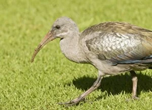 Images Dated 15th August 2012: Hadeda Ibis - feeding on grass. Cape Town, South