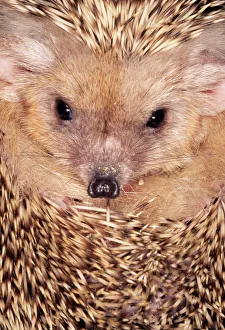 Protection Collection: Hadgehog ANZ 452 Ural mountains, Russia Erinaceus auritus © Andrey Zvoznikov / ARDEA LONDON