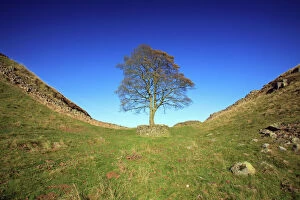 Ruins Collection: Hadrian's Wall - Sycamore Gap, beside Steel Rig, Northumberland National Park, autumn, England
