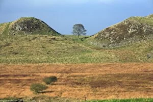 Hadrians Wall - Sycamore Gap, beside Steel Rig, view from Military Road looking north, autumn