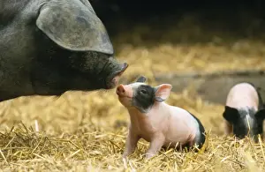 Haellisches Pig - sow with piglet
