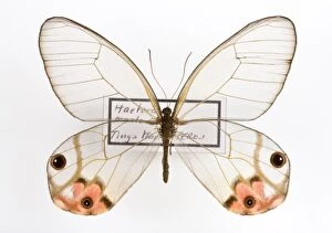 Haetera macleannania Butterfly