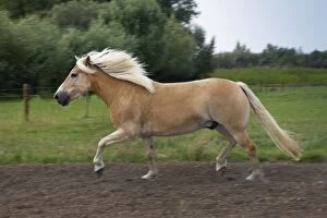 Images Dated 14th August 2009: Haflinger or Avelignese
