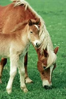 HAFLINGER HORSE - mare and foal grazing