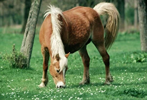 Haflinger Horse - Pony, Mare