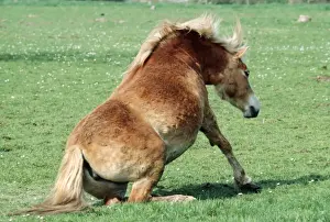 Austria Prints: Haflinger Pony JPF 4301 Horse sitting down - Austria © Jean-Paul Ferrero / ARDEA LONDON