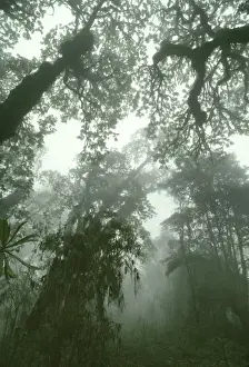 Misty Prints: Hagenia Forest, Mountain Gorilla Habitat (Gorilla gorilla beringei)