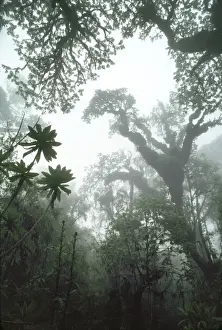 Hagenia Forest, Mountain Gorilla Habitat (Gorilla gorilla beringei), Virunga Volcanoes, Rwanda, Africa