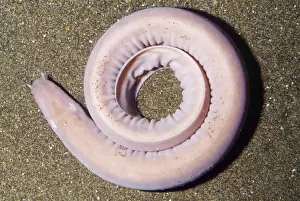 Seabed Prints: Hagfish - on bottom deep sea. Depth 30 - 3100 feet. Monterey Bay, California, USA