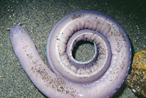 Coiled Prints: Hagfish KEL 839 Deep sea, depth 30-3100 feet on bottom