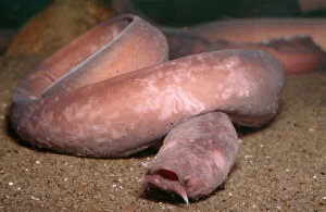 Images Dated 17th March 2009: Hagfish PM 9344 North Pacific Eptatretus © Pat Morris / ARDEA LONDON