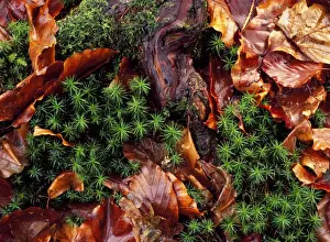 Leaf Litter Prints: Hair Moss - with Beech leaves Wales, UK