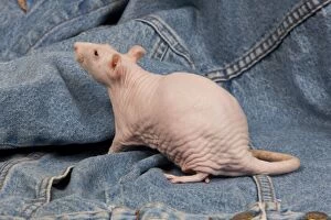 Images Dated 24th April 2010: Hairless Rat