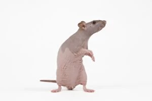 Images Dated 10th October 2009: Hairless Rat in studio