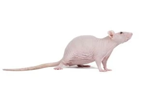 Images Dated 24th April 2010: Hairless Rat - in studio