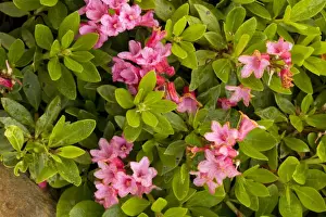 Bush Prints: Hairy alpenrose (Rhododendron hirsutm), eastern Alps