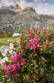 Images Dated 27th June 2010: Hairy Alpenrose - on Tre Cime de Lavaredo, Dolomites, Italy
