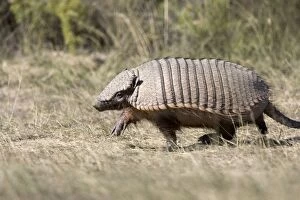 Images Dated 23rd March 2005: Hairy Armadillo Photographed in Patagonia, Argentina