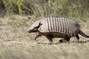 Armadillos Prints: Hairy Armadillo Photographed in Patagonia, Argentina