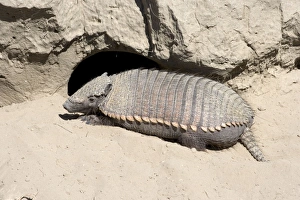 Images Dated 29th March 2006: Hairy Armadillo - Resting in mid-day near its den; Valdes Peninsula, Patagonia, Argentina