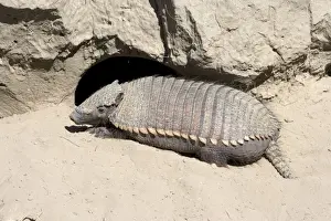 Armadillos Prints: Hairy Armadillo - Resting in mid-day near its den; Valdes Peninsula