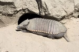 Hairy Armadillo - Resting in midday near its den