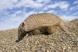 Hairy Armadillo - Scavenging on a gravel beach; Valdes Peninsula, Patagonia, Argentina. Range: north Paraguay to Patagonia, Argentina