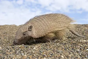 Hairy Armadillo - scavenging on a gravel beach; Valdes Peninsula, Patagonia, Argentina. Range: north Paraguay to Patagonia, Argentina