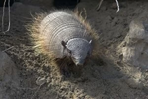 Images Dated 3rd October 2004: Hairy Armadillo South America: Paraguay to Patagonia, Argentina (Photographed in Patagonia)