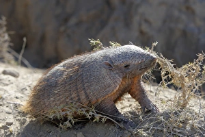 Images Dated 3rd April 2009: Hairy armadillo. Valdes peninsula - Argentina