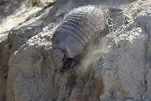 Images Dated 3rd April 2009: Hairy armadillo. Valdes peninsula - Argentina