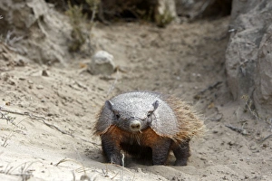 Images Dated 3rd April 2009: Hairy armadillo. Valdes peninsula - Argentina